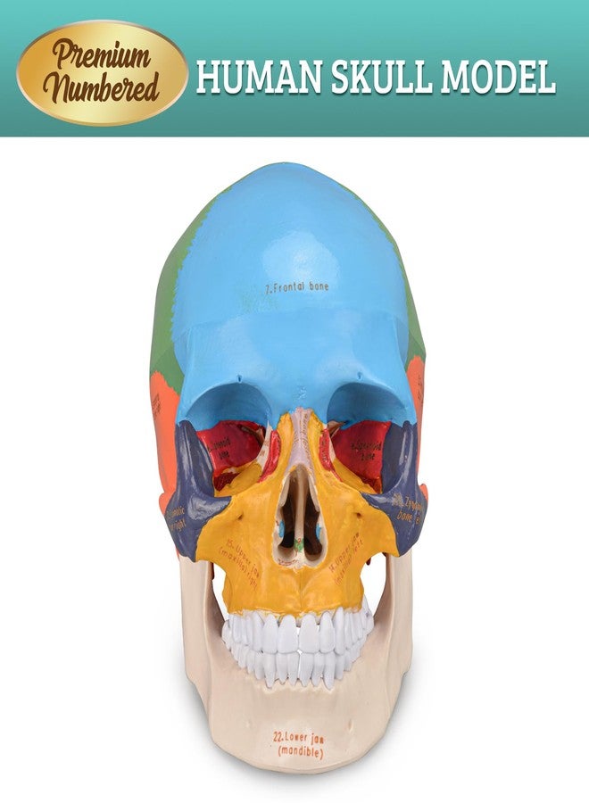 Skillssist Upgraded Life Size Human Colored Head Skull Anatomical Model with Newest Laser-Etched Fonts for Medical Student Human Anatomy Study Course Demonstration - Image 5